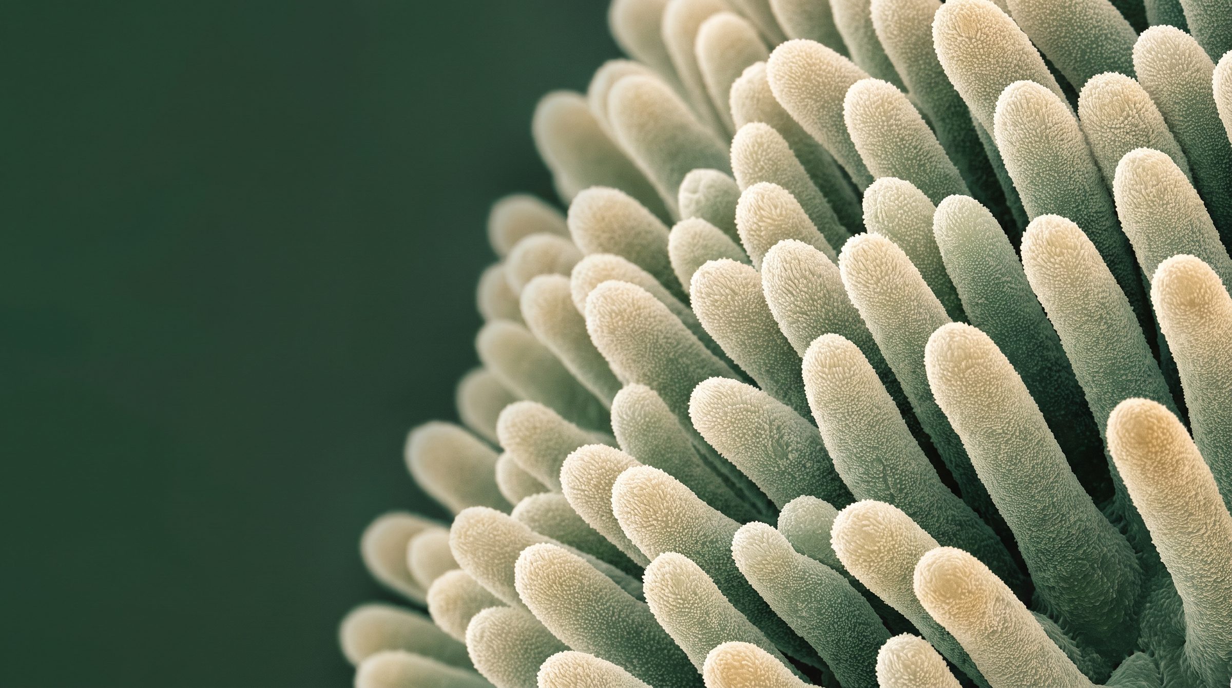 Microscope-style image of the finger-like villi lining the small intestine